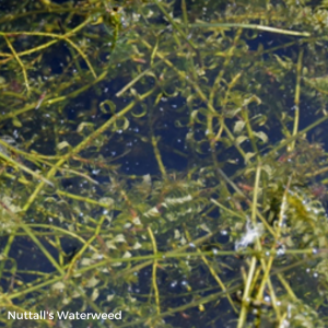 nutall's waterweed