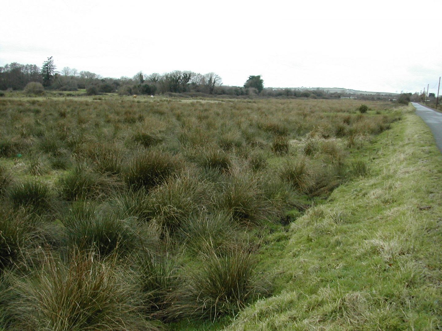 bog of the ring